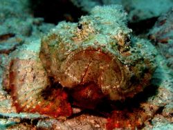 Moody Stonefish reminded me of my mother-in-law :) Taiwan... by Alex Tattersall 